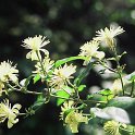 Clematis vitalba